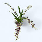 Oncidium (Cyrtocidium) Holm’s Wizard var. #11 - intensely fragrant