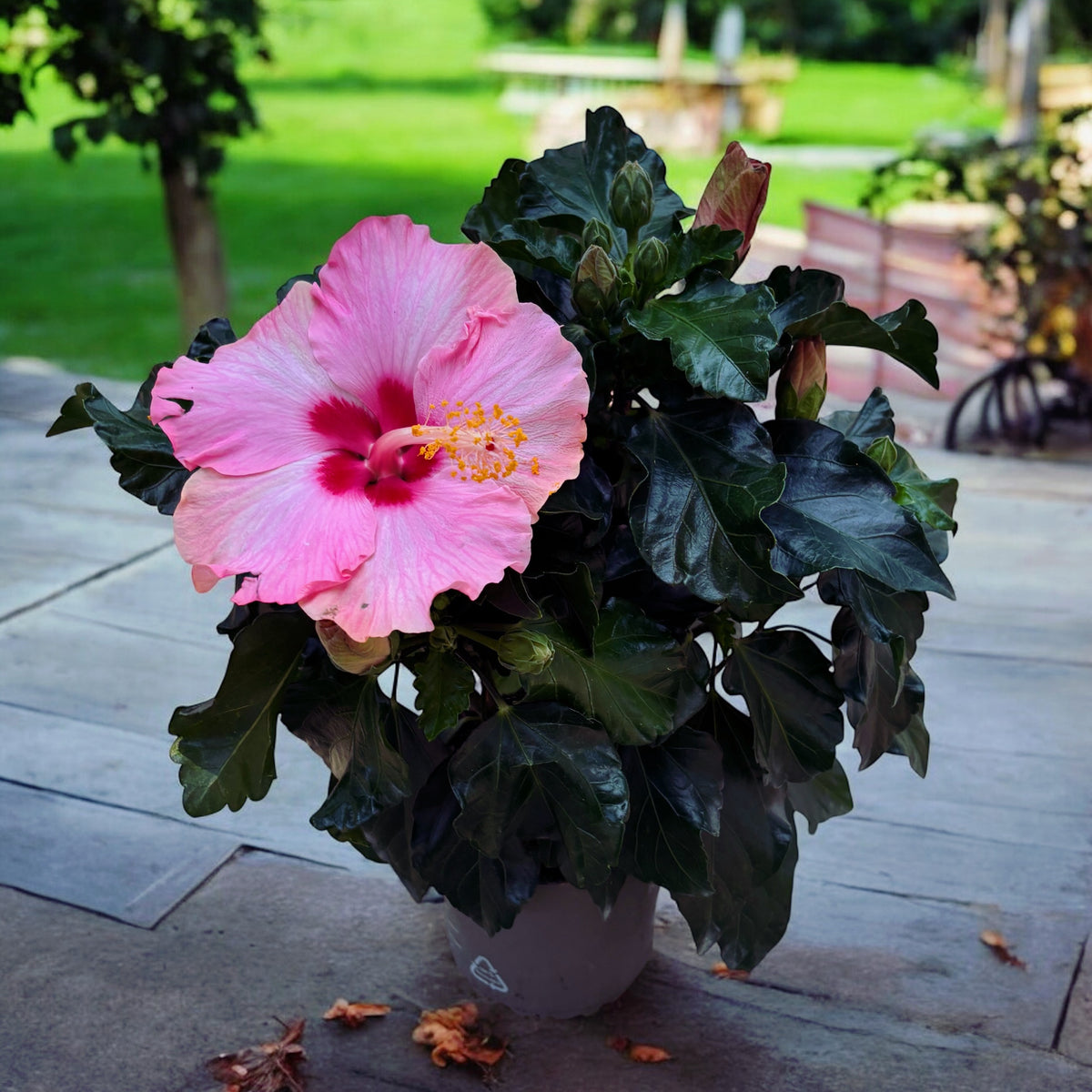 Hibiscus rosa-sinensis 'Jersey' (trandafir japonez cu flori mari roz)