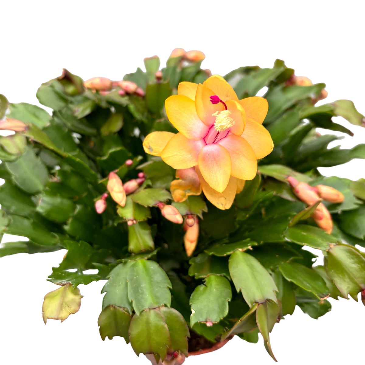 Orange Schlumbergera ‘Orange’ (Christmas cactus) - XXL specimens