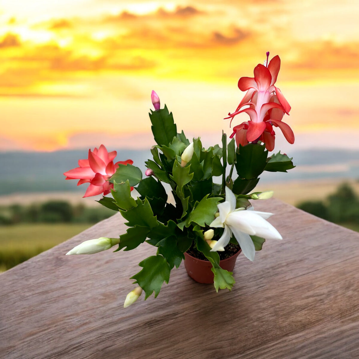 Schlumbergera “Duo Flame” 2 colors/pot (Christmas Cactus)