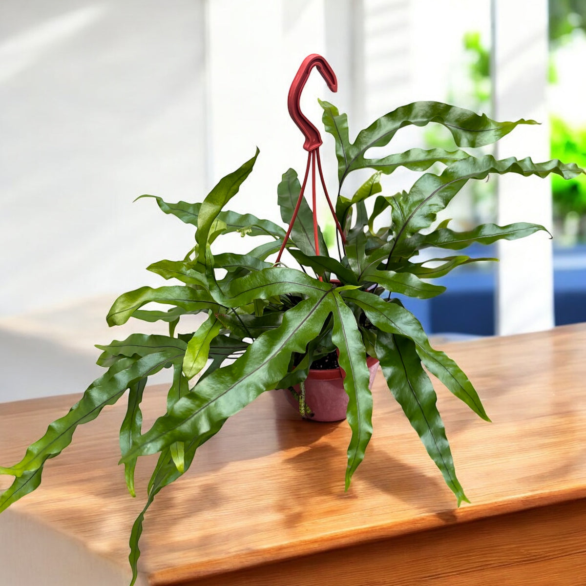 Microsorum diversifolium – Kangaroo Paw fern with glossy foliage