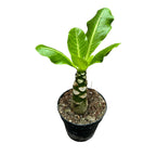Brighamia insignis (Hawaiian Palm Tree) – planta exotica rar intalnita, cu silueta sculpturala