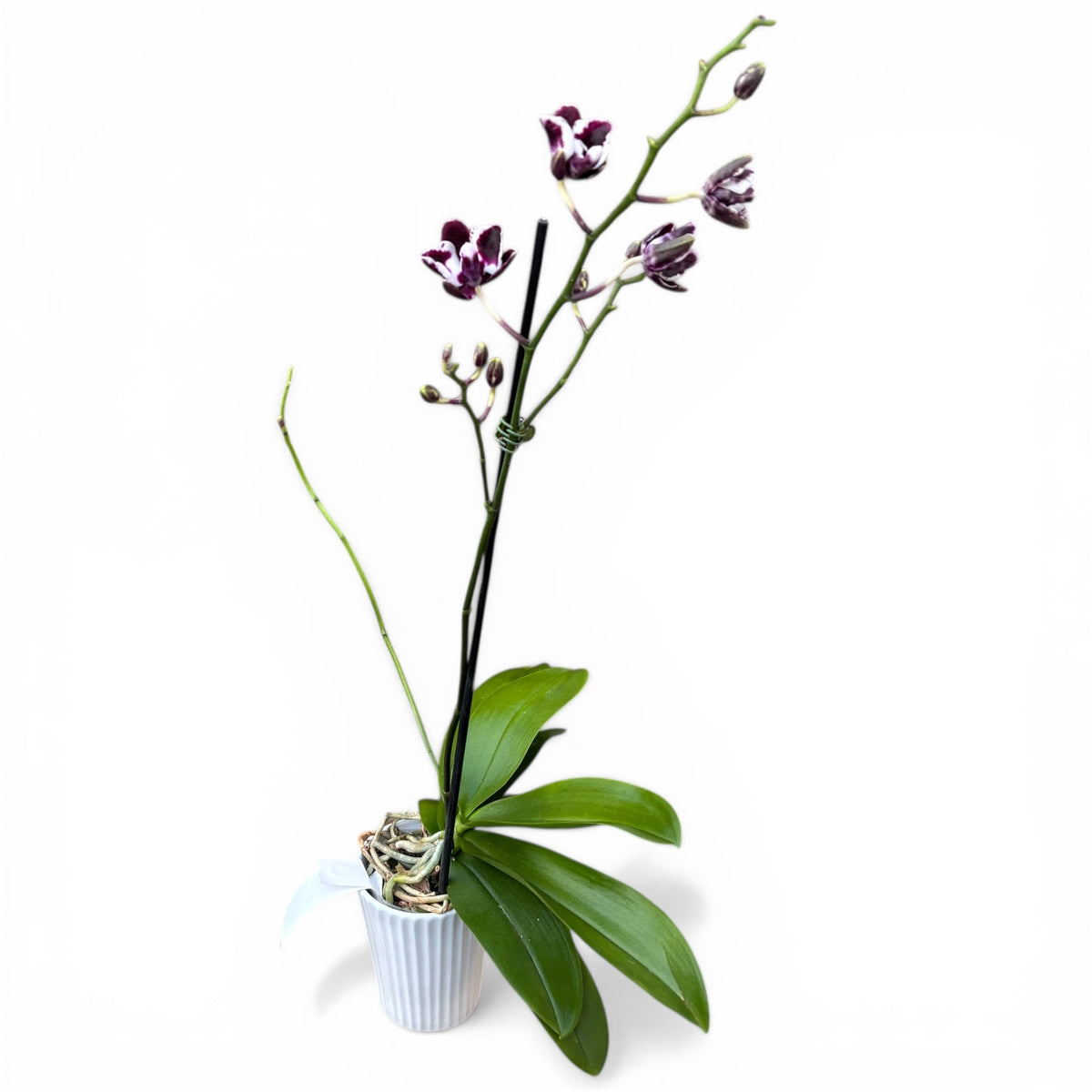 Phalaenopsis Micaels Florence - each plant features a unique bloom!