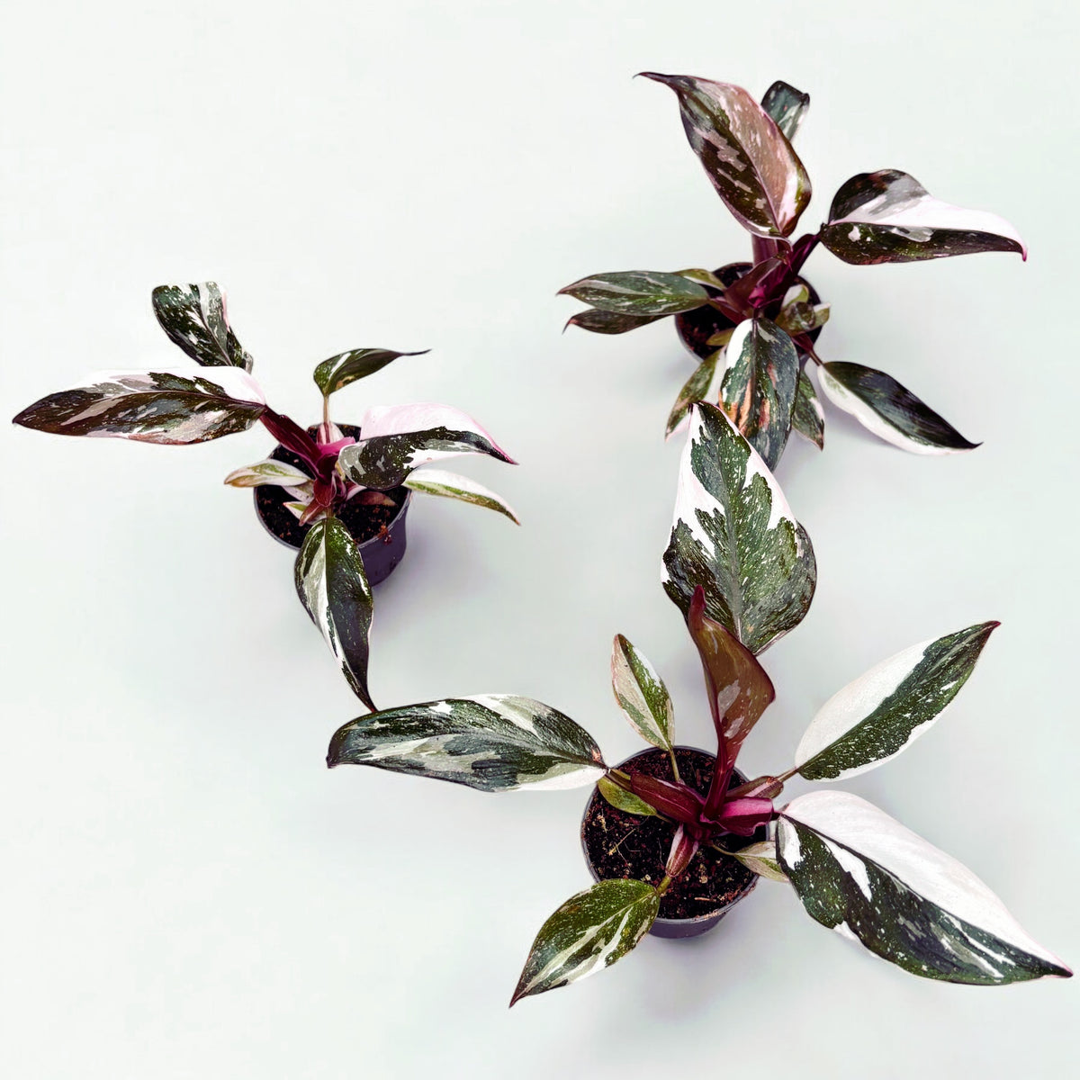 Philodendron 'Red Anderson' (baby plant)