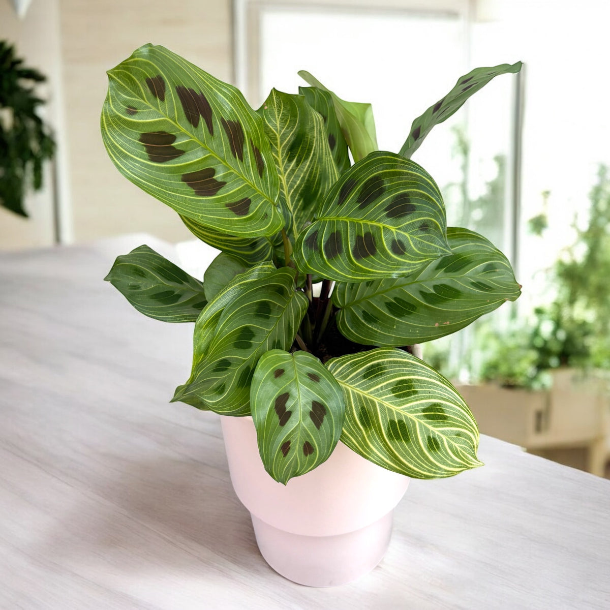 Maranta leuconeura ‘Fantasy’ – Prayer Plant with striking veins
