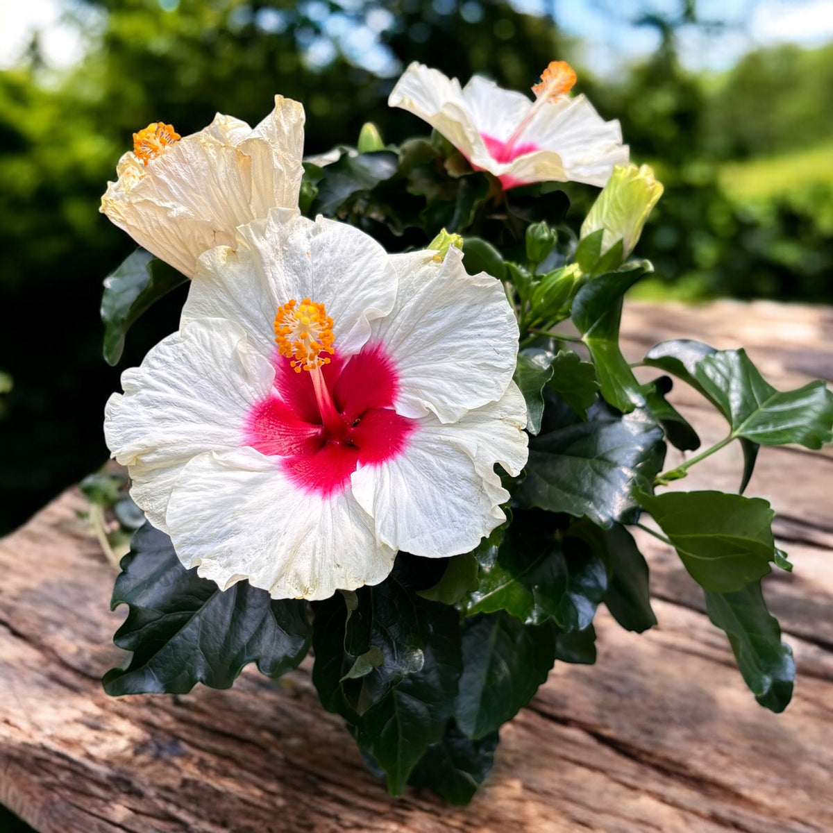 Hibiscus 'Adonicus White'- flori XL