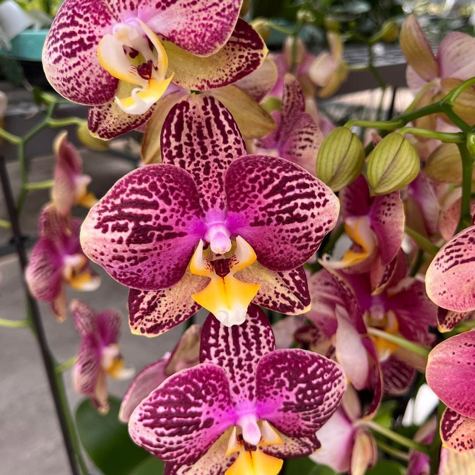 Phalaenopsis Pinif (Phal. Long Pride Flash)