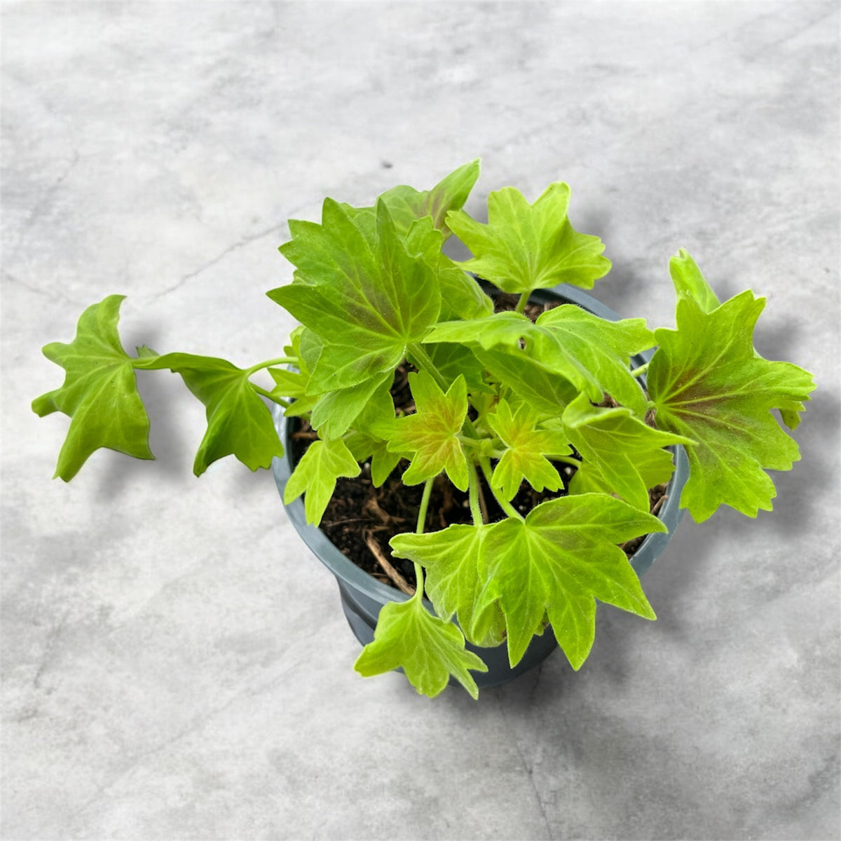 Pelargonium ‘Vancouver Centennial’ (muškáty s barevnými listy)