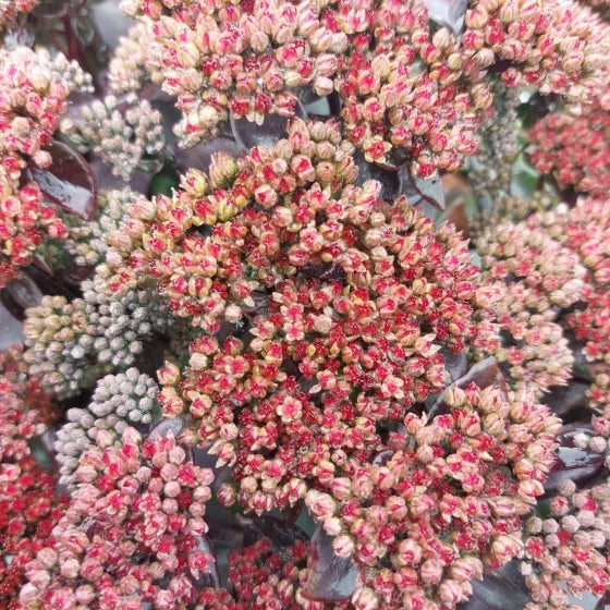 Sedum telephium 'Hot Rock' - erba grassa con fiori rossi