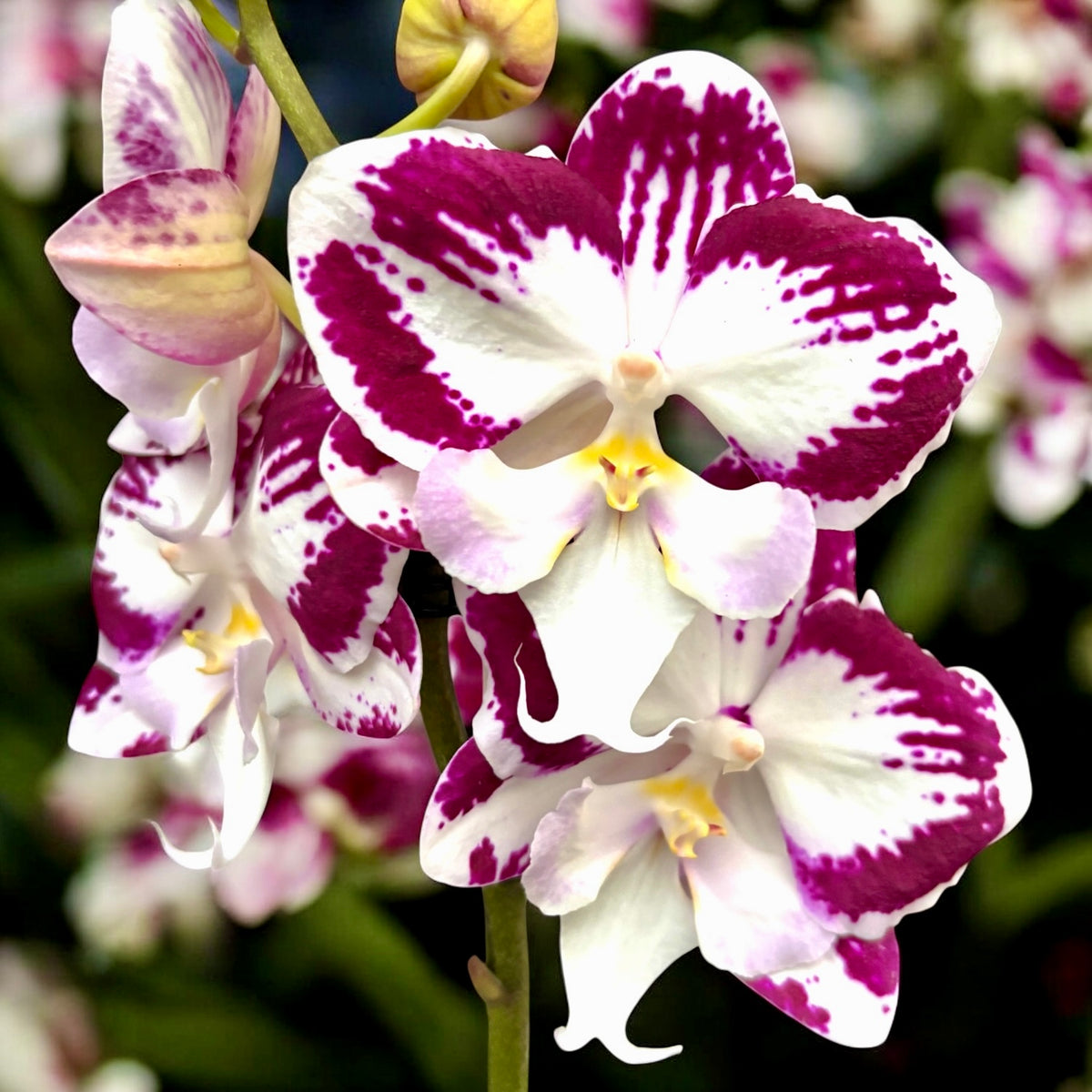 Phalaenopsis Tinkerbell's KizZ nagy ajkú