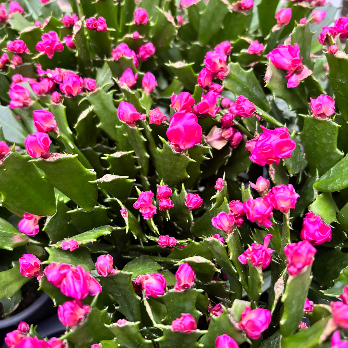 Schlumbergera 'Thor Wild Cactus Pink'