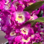 Dendrobium Wonderful Romance (Purple Rain) - parfumat