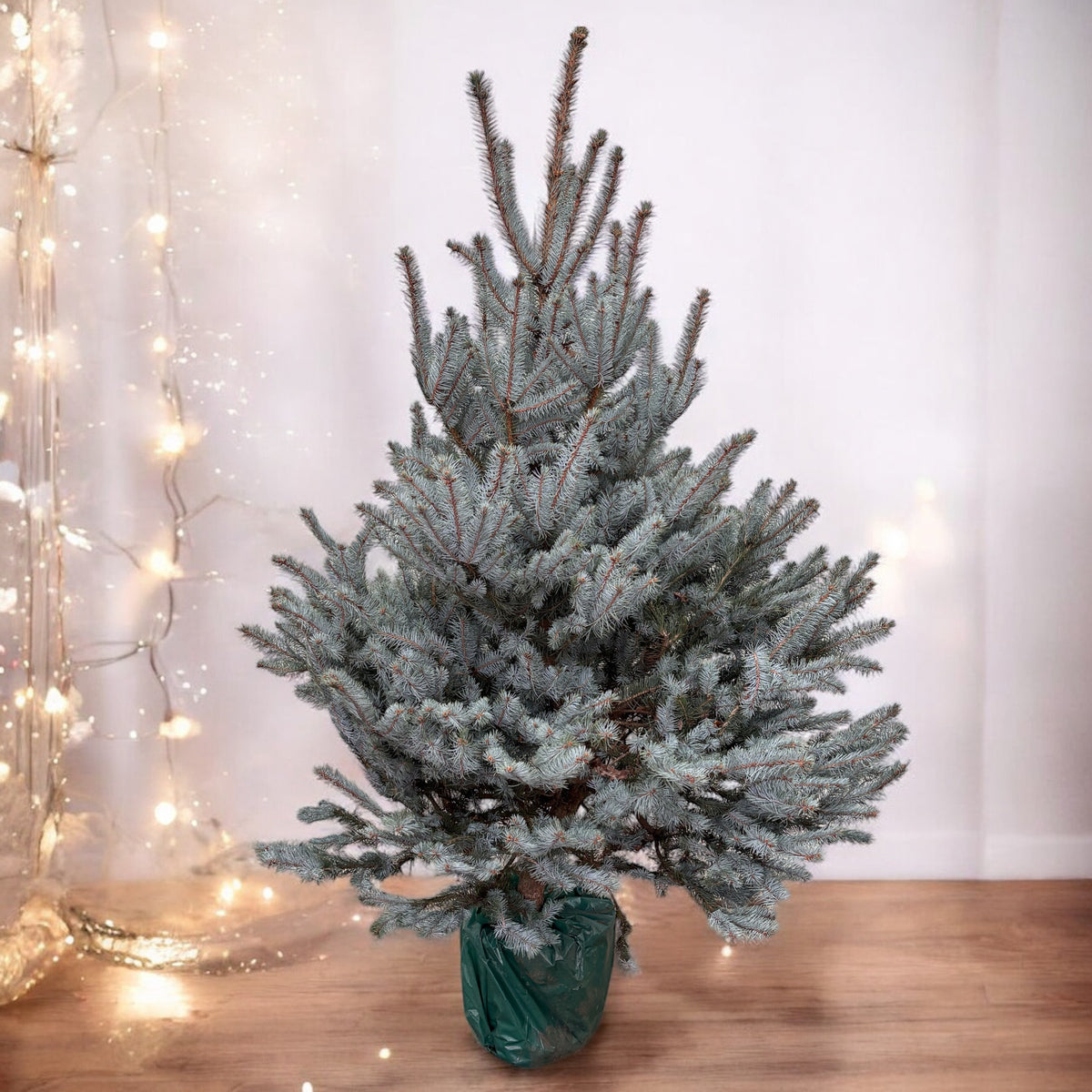 Brad argintiu in ghiveci - Picea pungens 'Blue Diamond' XXL H180-200 cm