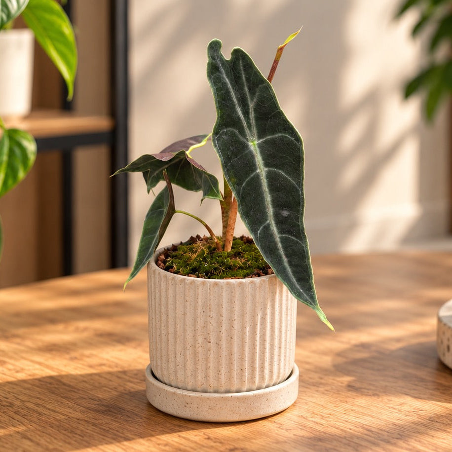 Alocasia longiloba 'Purple' - alocasie cu frunze catifelate si revers violet intens