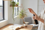 Tillandsia gardineri – air plant with a silver, elegant, and minimalist look