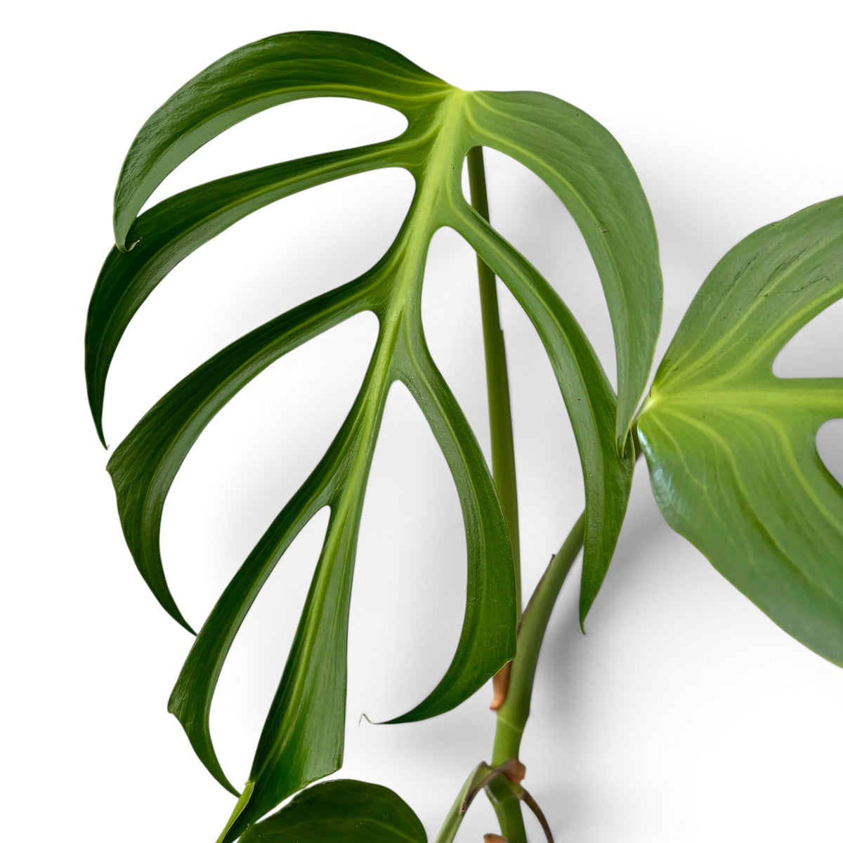 Monstera 'Burle Marx Flame' - exemplare XL