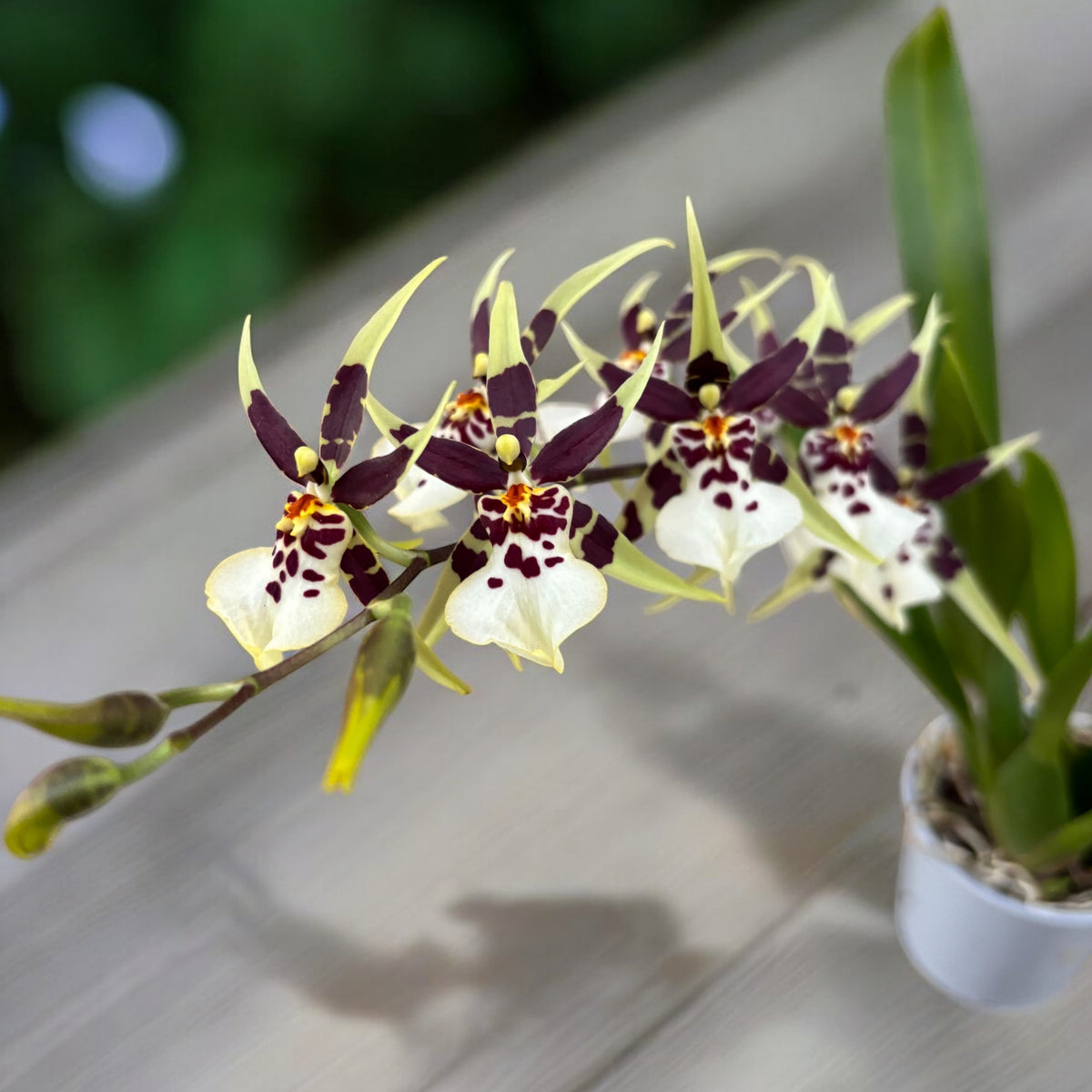 Oncidium (Cyrtocidium) Holm’s Wizard var. #11 - intensely fragrant