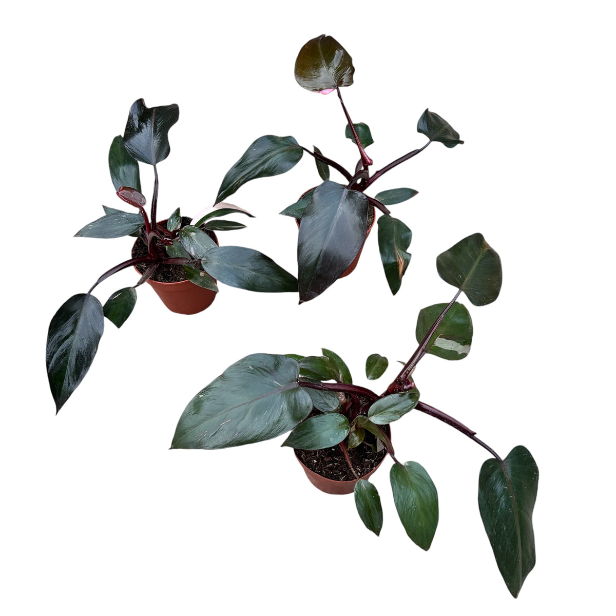 Philodendron erubescens