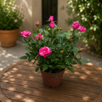 Rosa Twin Colour Star - pritlikavi vrtnici z dišečimi dvolistnimi cvetovi