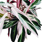 Calathea Triostar (Stromanthe Sanguinea Triostar) XL