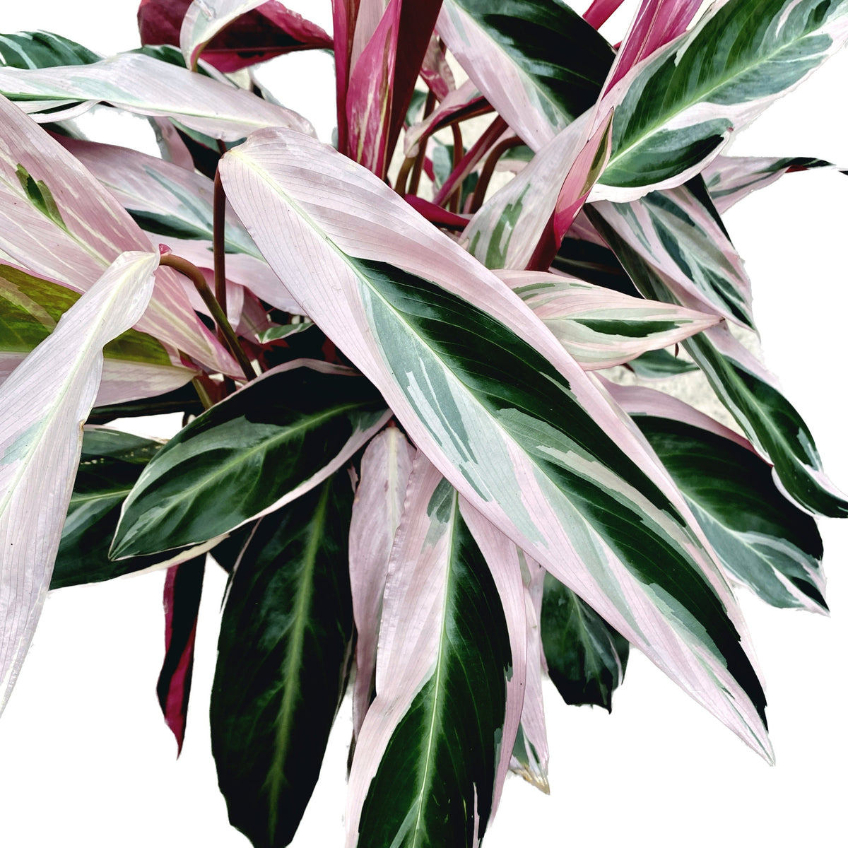 Calathea Triostar (Stromanthe Sanguinea Triostar) XL