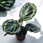 Calathea roseopicta ‘Medallion’ - Peacock plant with spectacular leaves