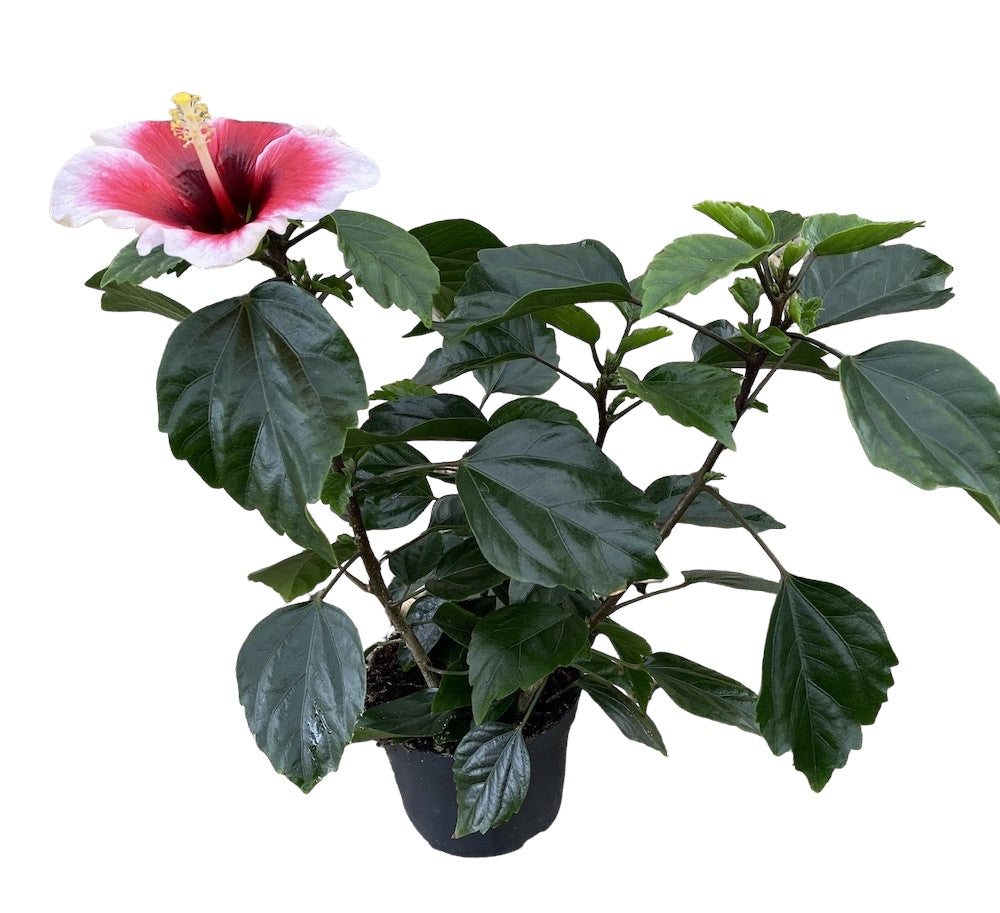 Hibiscus Hawaii 'Long Life' Pink Dream - flori XL 2pp