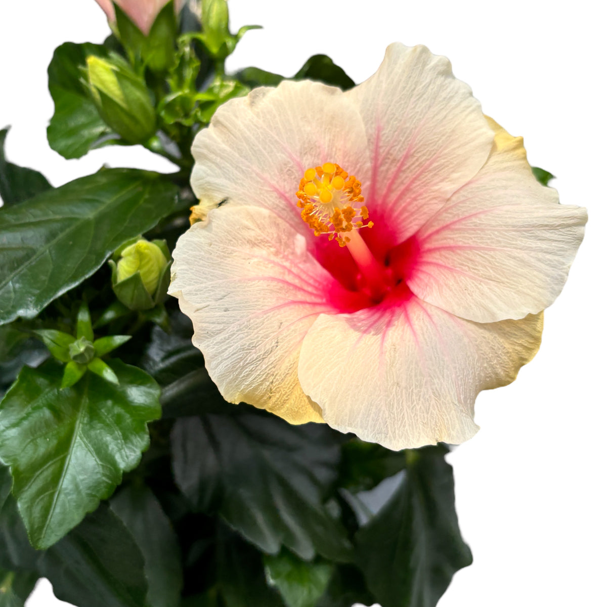 Hibiscus rosa-sinensis ‘Sunny St. Tropez’