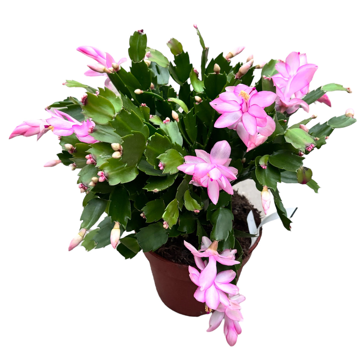 Schlumbergera ‘Pandora’ (pink Christmas cactus) - XXL specimens