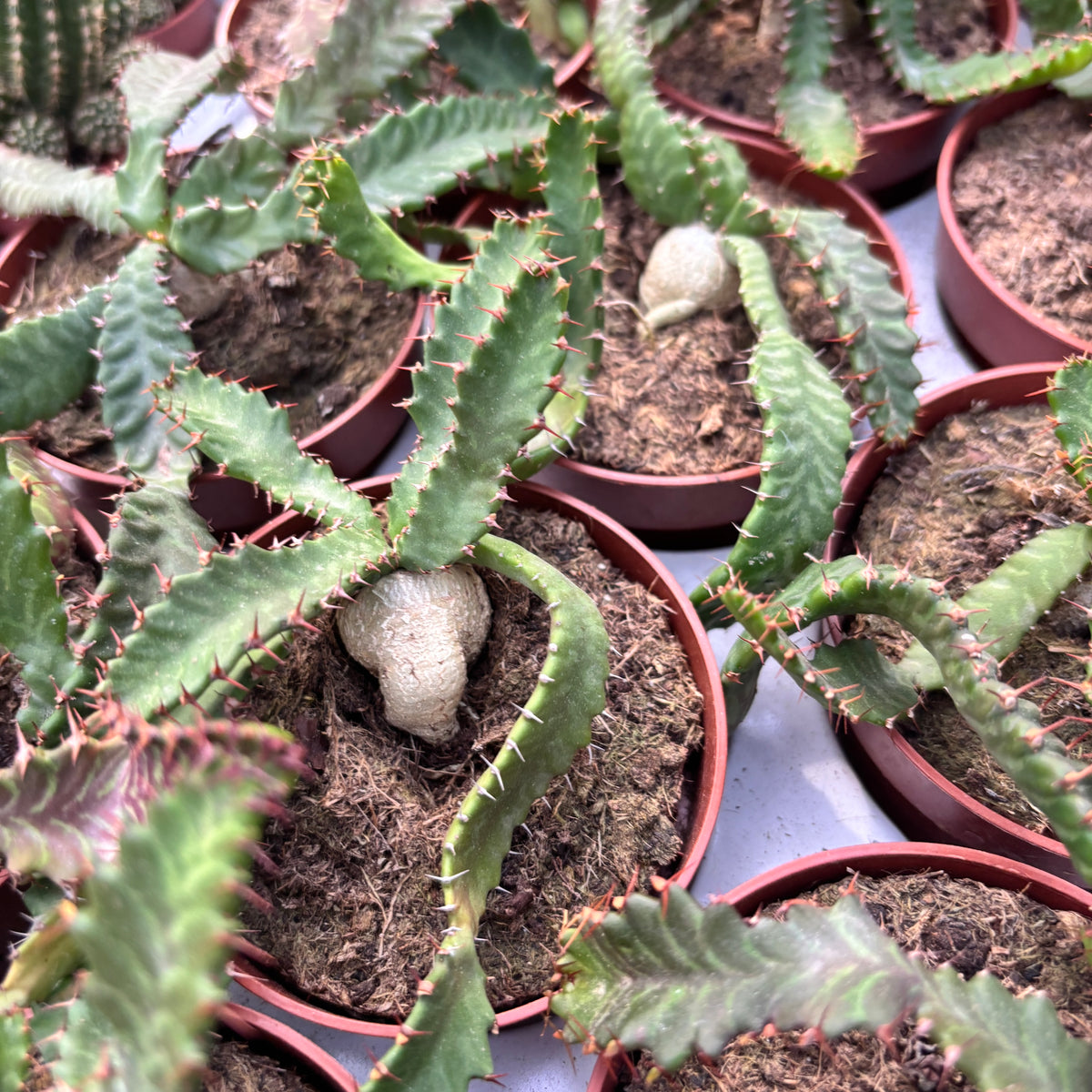 Euphorbia stellata (caudex) D9