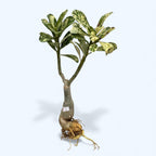 Adenium obesum 'Neige Blanche' (panaché)