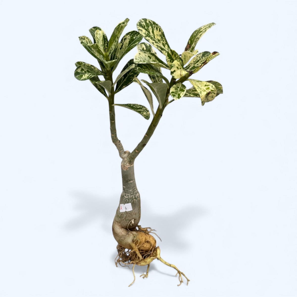 Adenium obesum 'Neige Blanche' (panaché)
