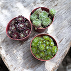 Sempervivum mix - set 3 buc diferite