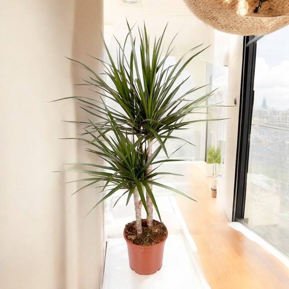 Dracaena marginata cu 2 tulpini H75 cm