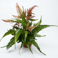 Pteris quadriaurita 'Tricolor' (Painted Brake Fern) - exotic fern with tricolor foliage, ideal for indoors
