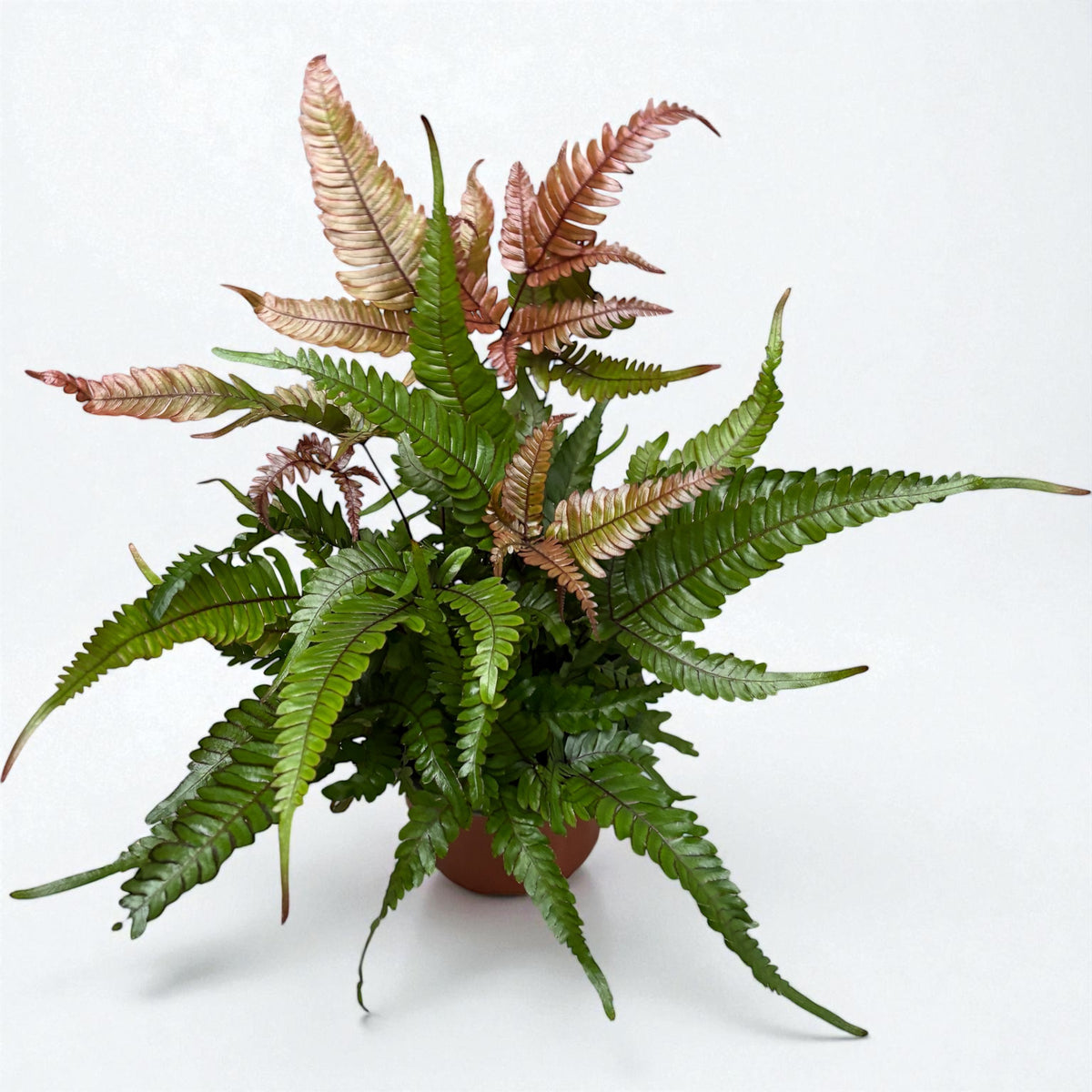 Pteris quadriaurita 'Tricolor' (Painted Brake Fern) - exotic fern with tricolor foliage, ideal for indoors