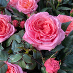 Trandafiri Rosa Kordana Grande Adele  - flori parfumate si mari