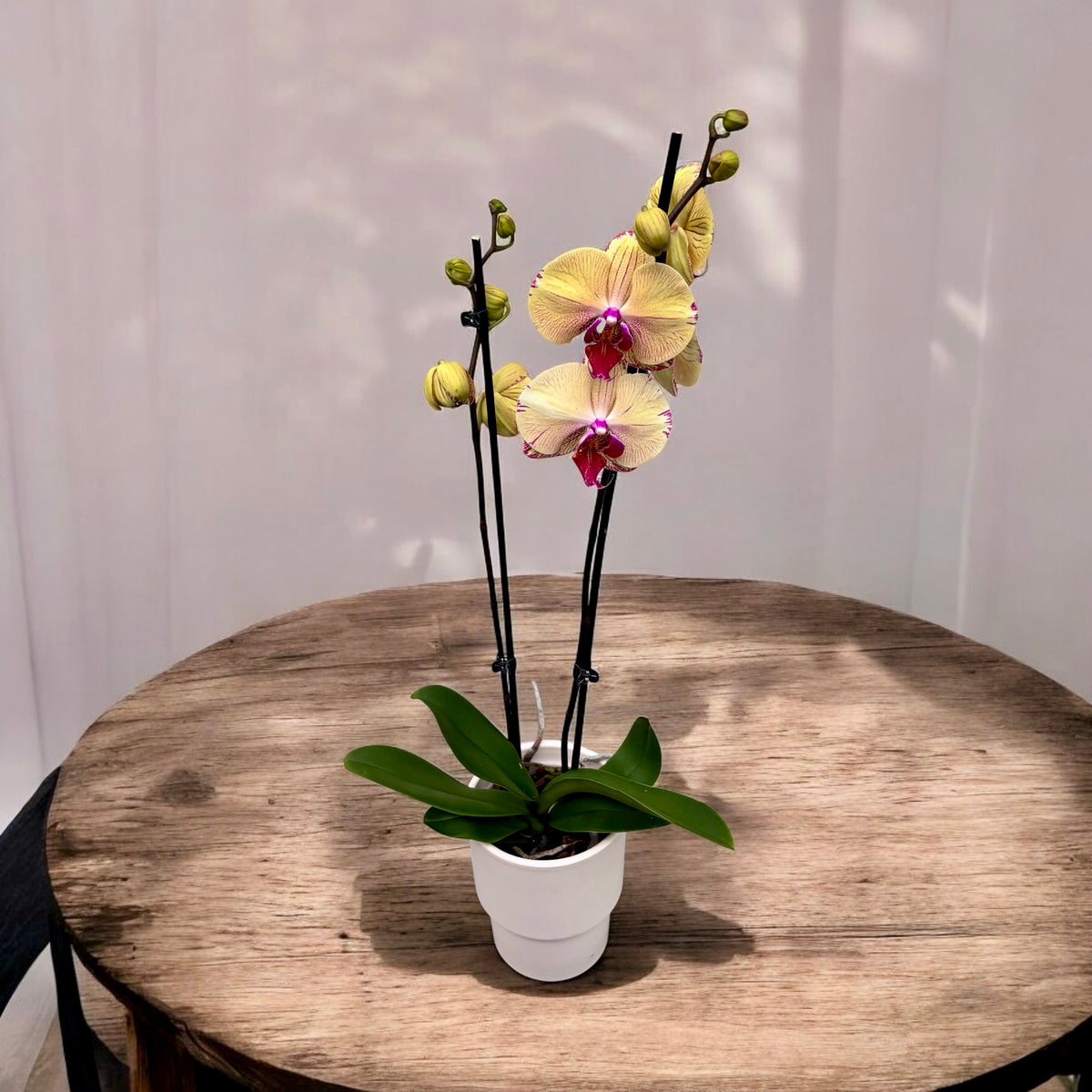 Phalaenopsis Iris
