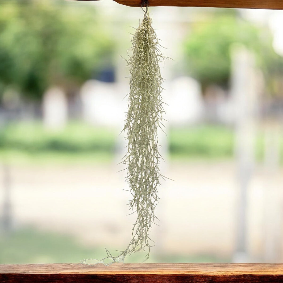 Tillandsia Usneoides (Spanish Moss) XL