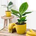 Bananier super pitic - Musa acuminata 'Tropicana' (Super Dwarf Cavendish)