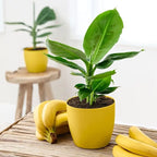 Bananier super pitic - Musa acuminata 'Tropicana' (Super Dwarf Cavendish)