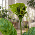 Tacca chantrieri 'Green Isle'– floarea-liliac de smarald, o raritate tropicala spectaculoasa