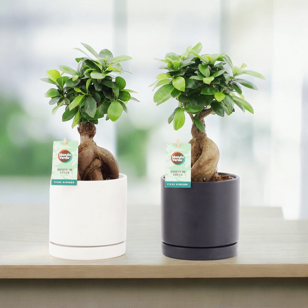 Bonsai - Ficus microcarpa ‘Ginseng’ D12