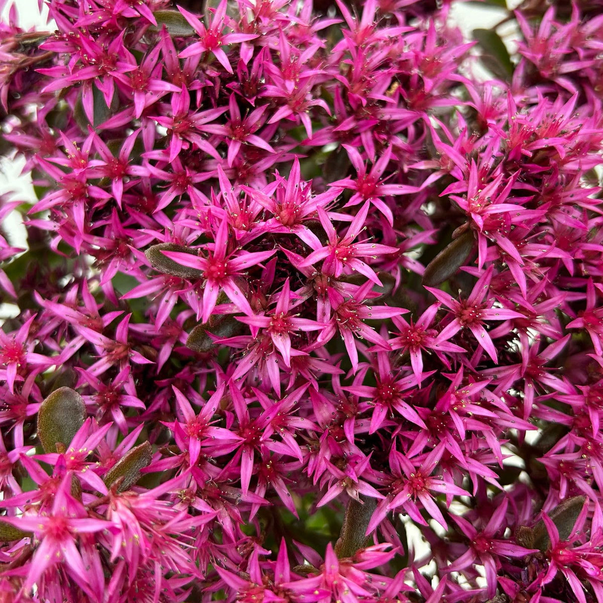 Sedum Spurium Spot on Deep Rose - succulenta tappezzante con fiori rosa intenso