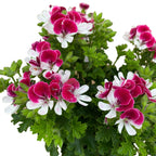 Muscate antitantari - Pelargoniums ‘Angel Parfume Senna' D12