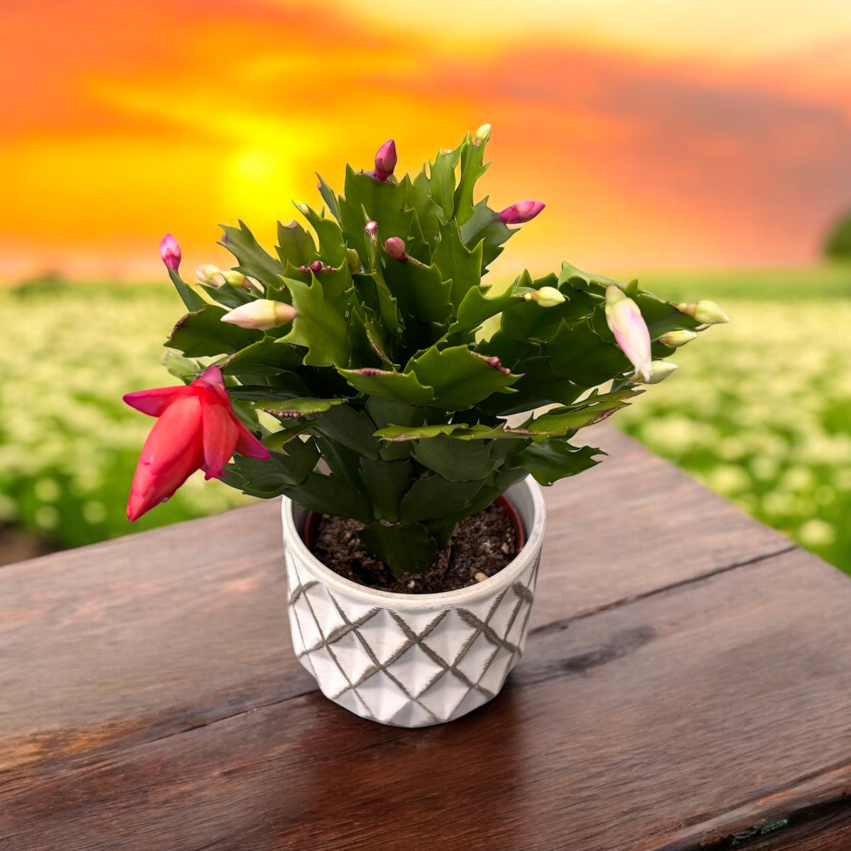 Schlumbergera “Duo Flame” 2 colors/pot (Christmas Cactus)