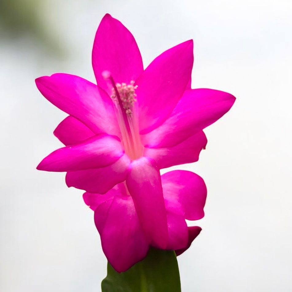 Schlumbergera ‘Thor Sharon’ (Fuchsia-cyclamen Christmas cactus) 2pp