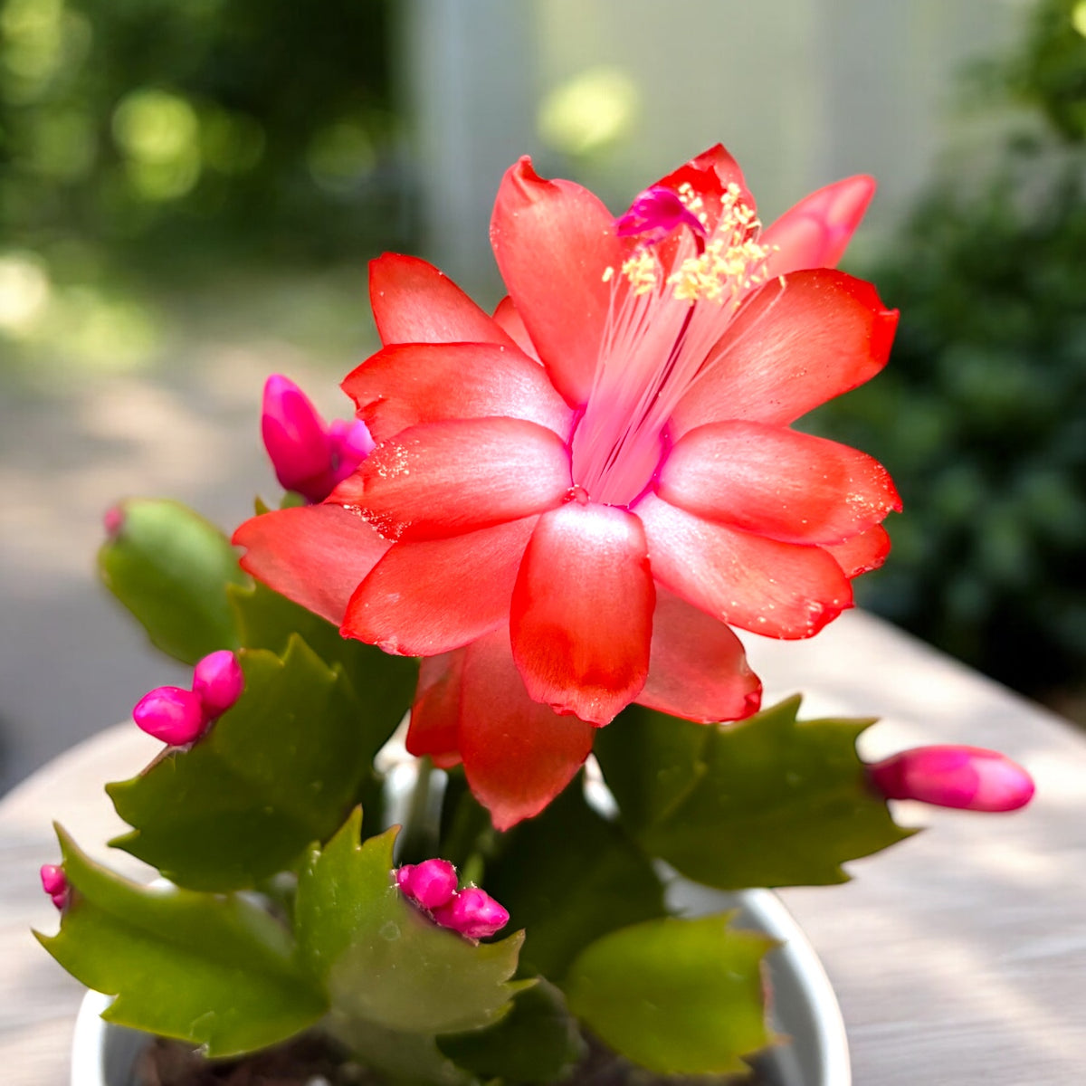 Schlumbergera ‘Orange Flame’ (Orange Christmas Cactus) 2pp