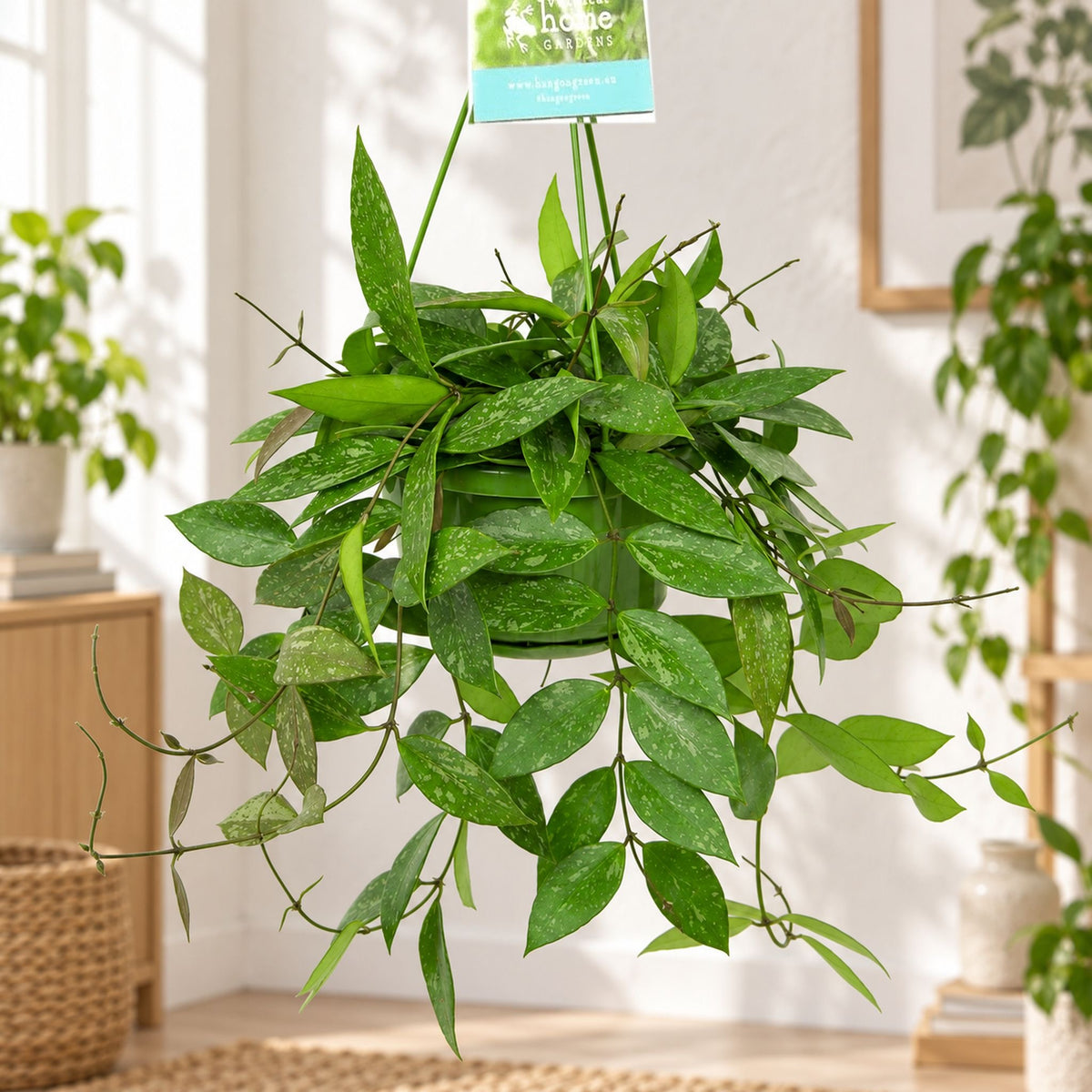 Hoya memoria D14 - exemplare XL