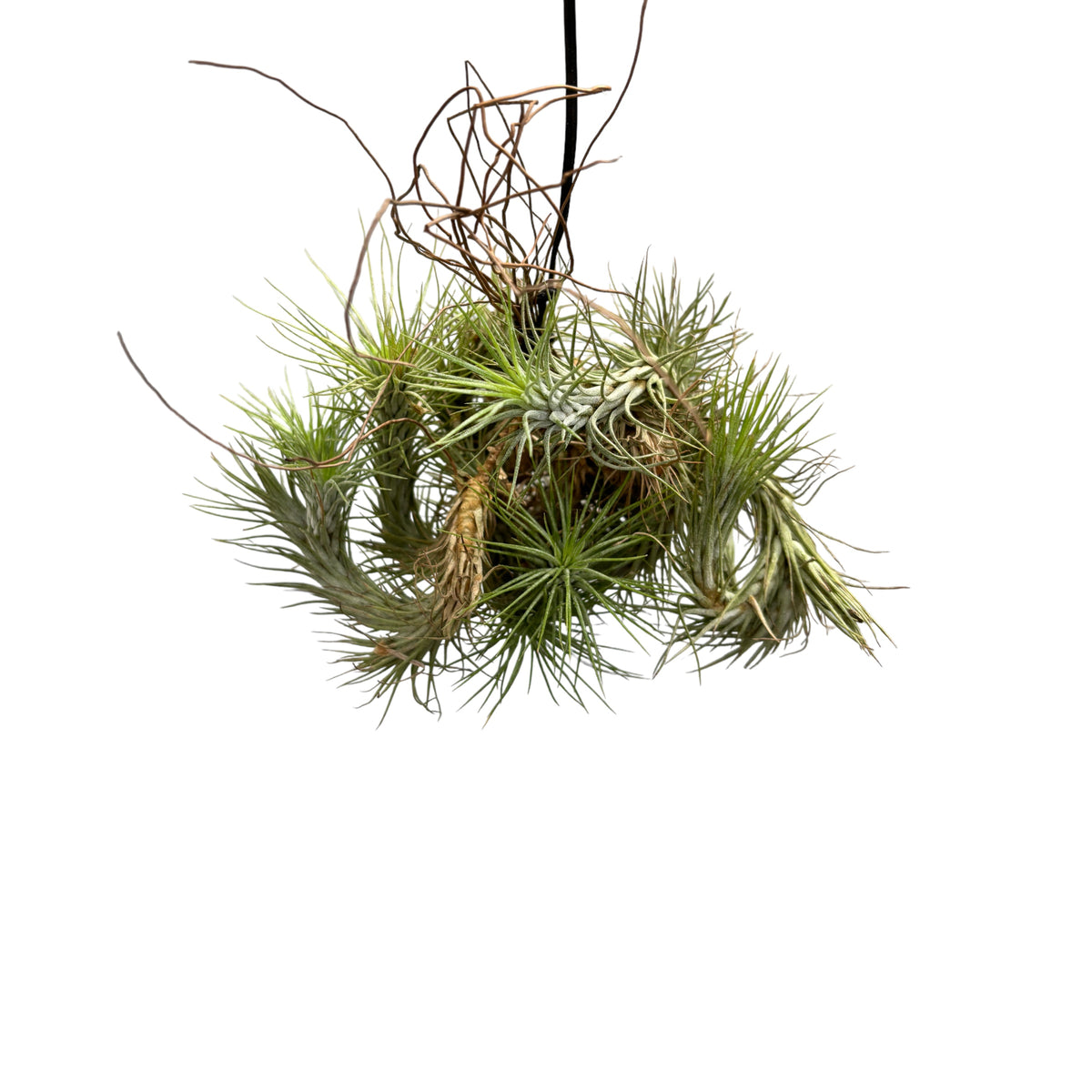 Tillandsia funckiana – clumps of air plants, natural and dynamic look